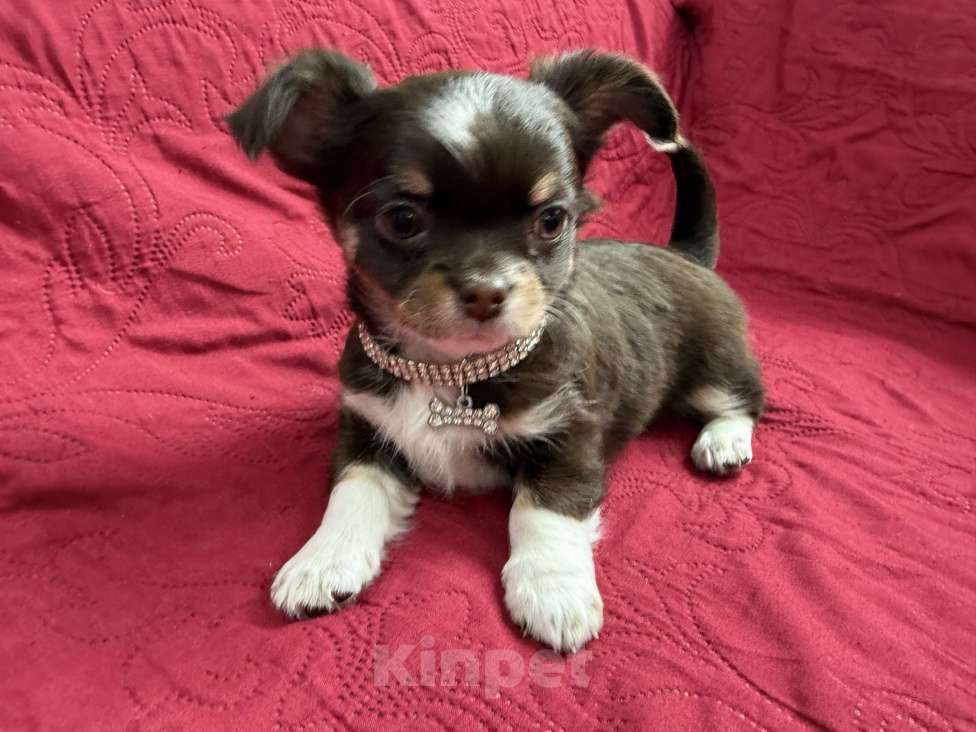 Собаки в других городах Московской области: Мальчик чихуахуа Грегори Мальчик, 50 000 руб. - фото 1