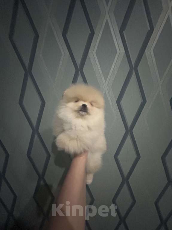 Собаки в Перми: Мишки плюшки Мальчик, 40 000 руб. - фото 5