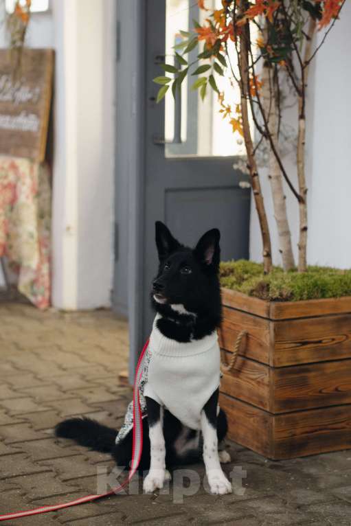 Собаки в Костроме: Бэллочка в поиске дома.  Девочка, Бесплатно - фото 5