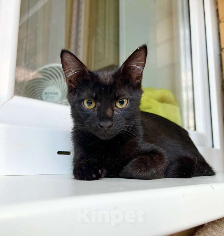 Кошки в Москве: Котёнок Мишель - особенная малышка в добрые руки  Девочка, Бесплатно - фото 6