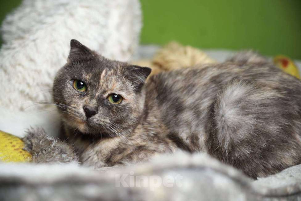 Кошки в Балашихе: Британская вислоухая кошка Паприка Девочка, Бесплатно - фото 8