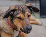 Собаки в Смоленске: Соня ищет дом. Девочка, Бесплатно - фото 2