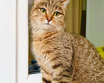 Кошки в Москве: Чудо-кошка полосатка Тиффани в добрые руки Девочка, Бесплатно - фото 4
