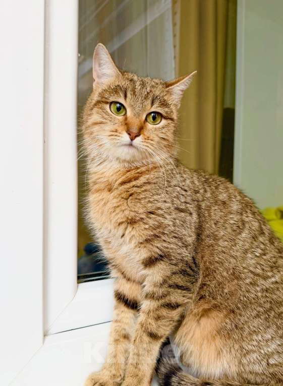 Кошки в Москве: Чудо-кошка полосатка Тиффани в добрые руки Девочка, Бесплатно - фото 4