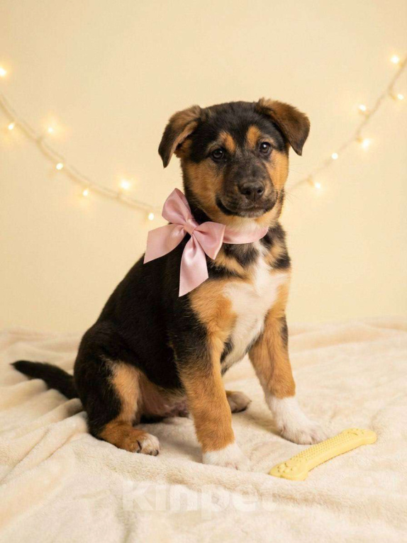 Собаки в Долгопрудном: Малышка Пальма ищет дом Девочка, Бесплатно - фото 1