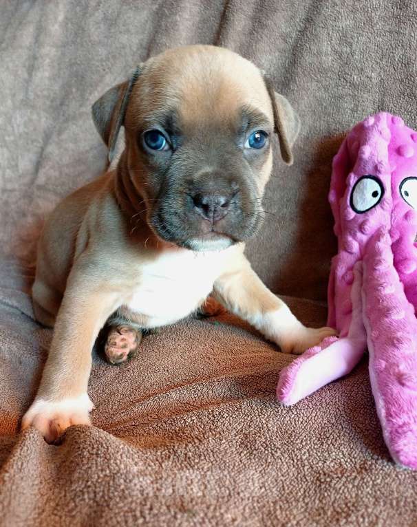 Собаки в Самаре: Мощные щенки амстаффа Девочка, 80 000 руб. - фото 4