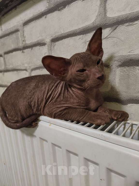 Кошки в других городах Московской области: Котёнок петерболд 💙 Мальчик, 50 000 руб. - фото 5