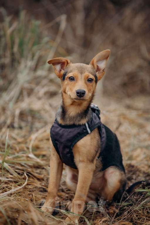 Собаки в Москве: Булка очень ищет семью! Девочка, Бесплатно - фото 6