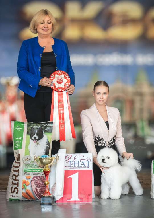 Собаки в Новосибирске: Бишон фризе вязка Мальчик, Бесплатно - фото 9