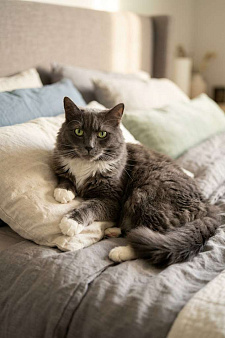 Мягкий, пушистый, уютный кот - Пушистик