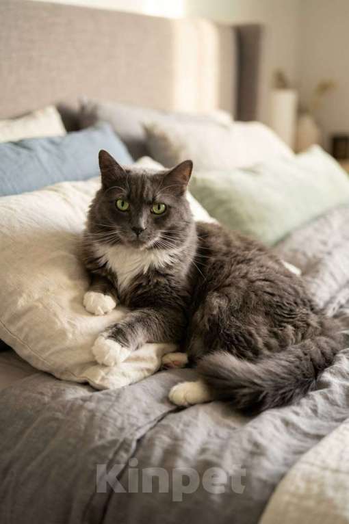 Кошки в Мытищах: Мягкий, пушистый, уютный кот - Пушистик Мальчик, Бесплатно - фото 1