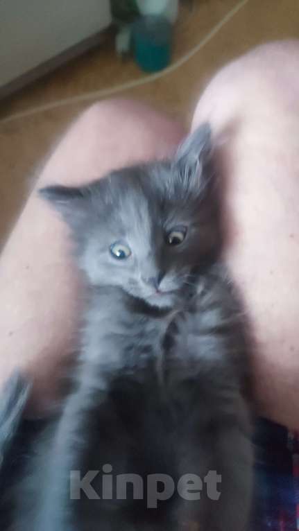 Кошки в Москве: Пушистый котик нибелунг Мальчик, Бесплатно - фото 3