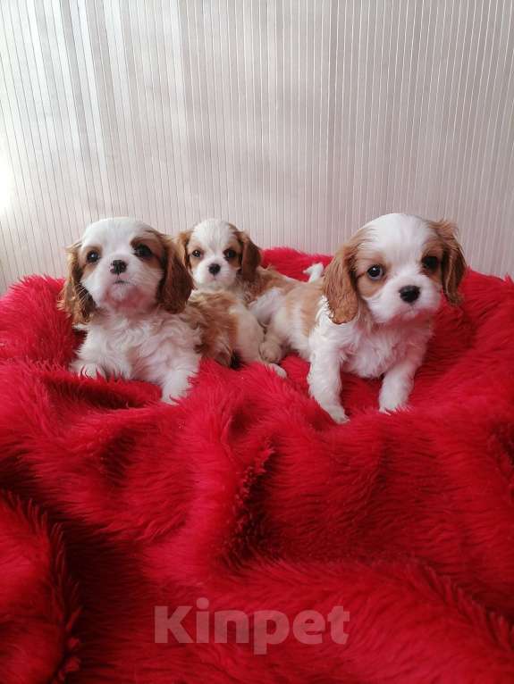 Собаки в Москве: Кавалер Кинг Чарльз спаниель 2 мес  Мальчик, 90 000 руб. - фото 3