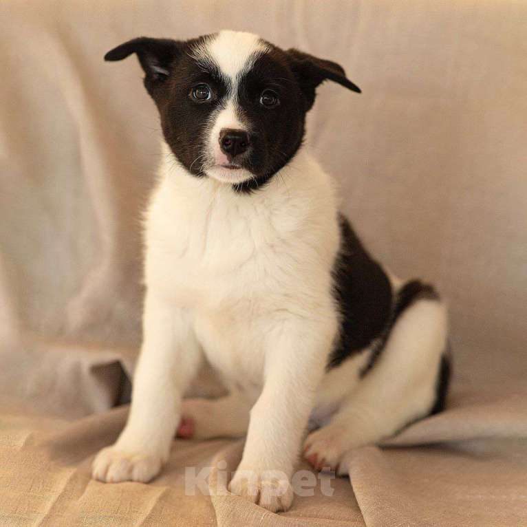 Собаки в Апрелевке: Щеночки Якутской лайки в добрые руки! Девочка, Бесплатно - фото 4