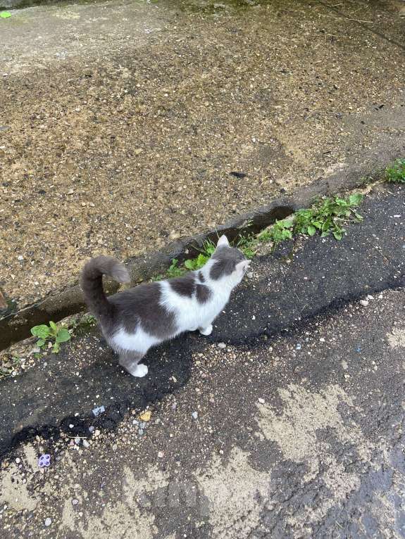 Кошки в Москве: Кот Мурзик Мальчик, Бесплатно - фото 2