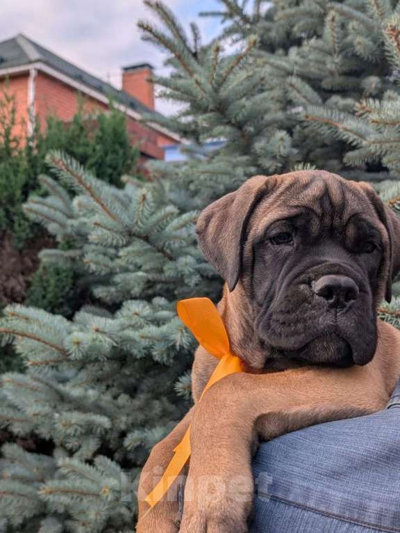 Собаки в Балашихе: Щенки бульмастифа Девочка, 78 000 руб. - фото 2