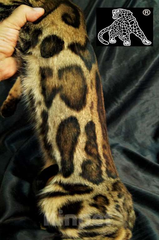 Кошки в Хабаровске: Бенгальский котенок. Профессиональный Питомник. Девочка, Бесплатно - фото 6