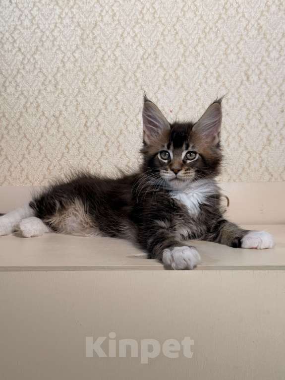 Кошки в Москве: Котенок Мейн Кун Мальчик, 70 000 руб. - фото 2