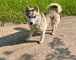 Собаки в Ногинске: Найдена собака Девочка, Бесплатно - фото 2