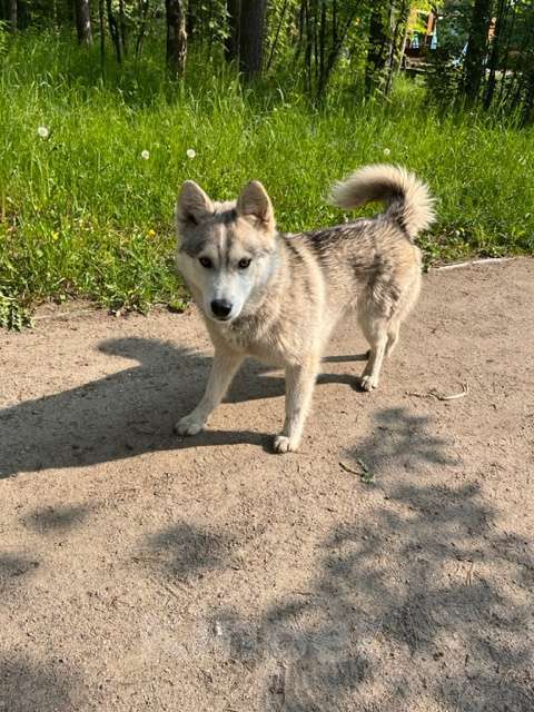 Собаки в Ногинске: Найдена собака Девочка, Бесплатно - фото 2