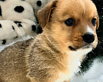 Собаки в Нижнем Новгороде: Очаровашки Мальчик, 35 000 руб. - фото 2