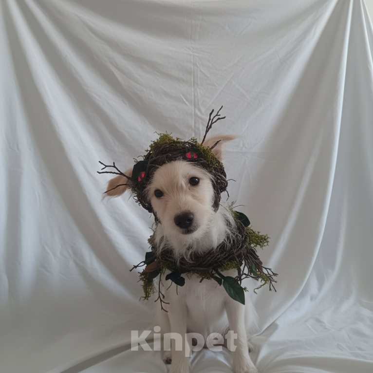 Собаки в Москве: Щенок в добрые руки Девочка, Бесплатно - фото 3