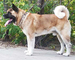Собаки в Волгограде: Американская акита, 1 руб. - фото 5