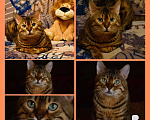 Кошки в Находке: Вязка кота, 25 000 руб. - фото 1