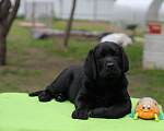 Собаки в Санкт-Петербурге: Лабрадор чёрный мальчик Мальчик, 100 000 руб. - фото 8