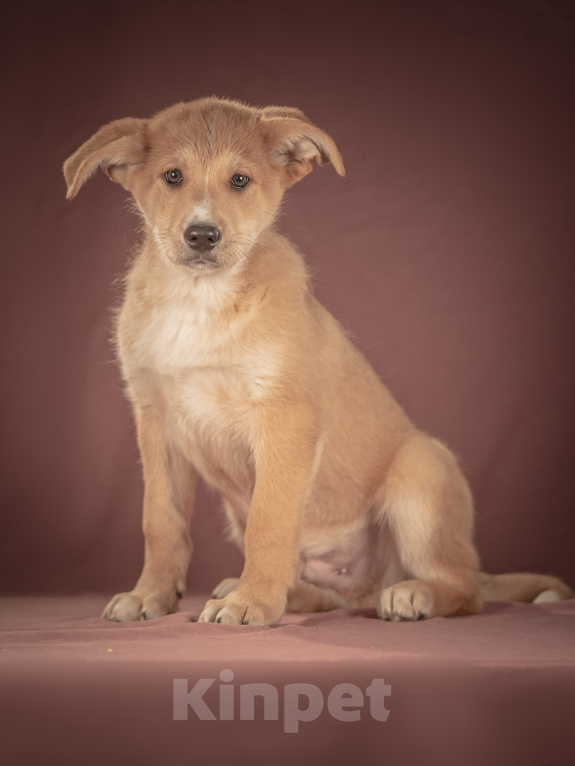 Собаки в Клине: Вьенто — задорный исследователь, который готов составить вам компанию где и когда угодно Мальчик, Бесплатно - фото 3