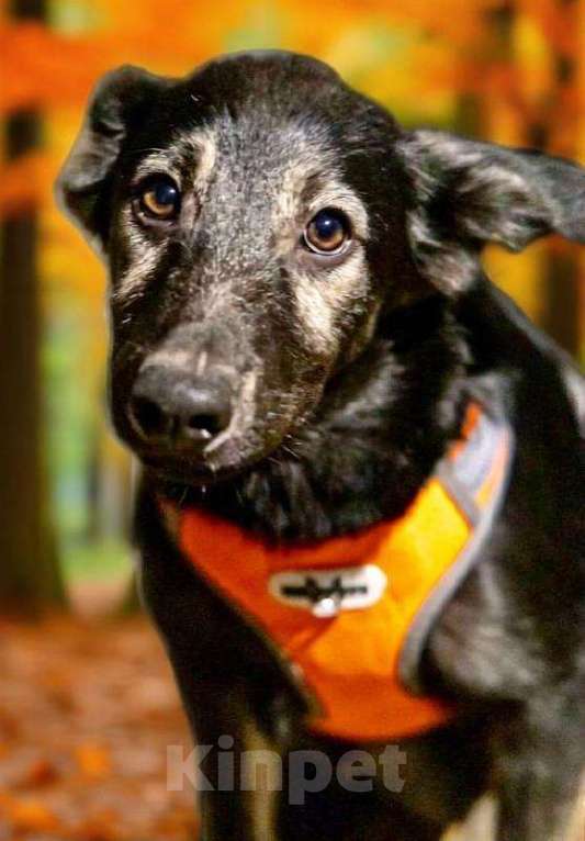 Собаки в Химках: Барс в поиске надёжного дома Мальчик, Бесплатно - фото 6