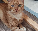 Кошки в Москве: Кошка Рыжуля в добрые руки  Девочка, Бесплатно - фото 6