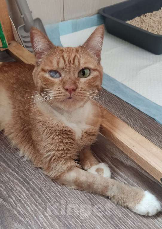 Кошки в Москве: Кошка Рыжуля в добрые руки  Девочка, Бесплатно - фото 6