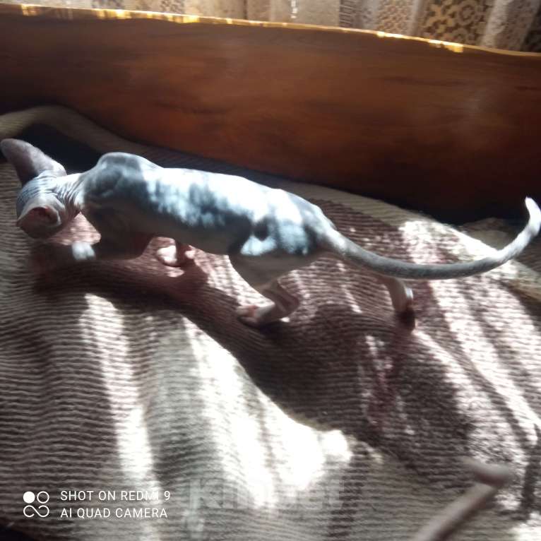 Кошки в Владимире: Котенок кошечка канадский сфинкс цветочек Девочка, 29 000 руб. - фото 4