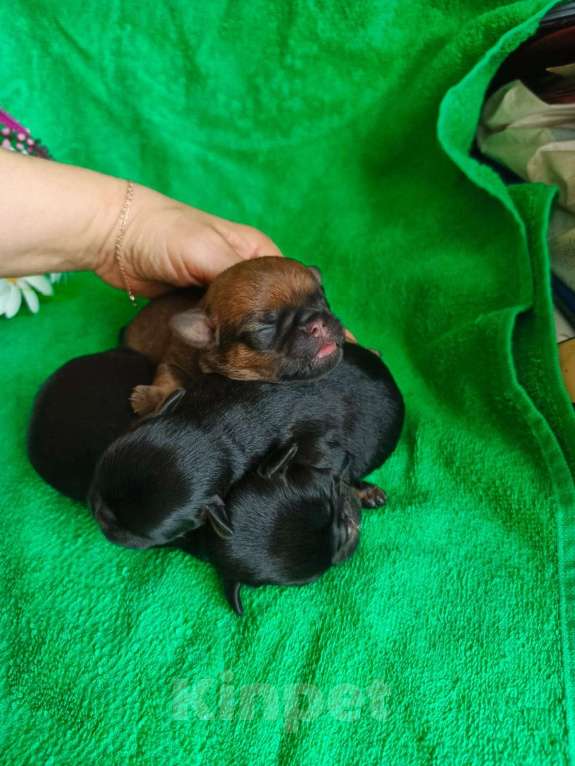 Собаки в Москве: Малыши брабики на сентябрь Мальчик, 40 000 руб. - фото 3