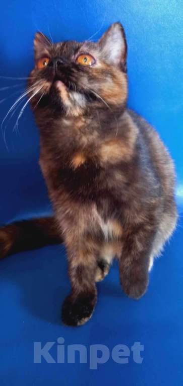 Кошки в Сарове: девочка  Девочка, 15 000 руб. - фото 2