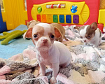 Собаки в Люберцах: Мини щенки чихуахуа  Мальчик, 20 000 руб. - фото 4
