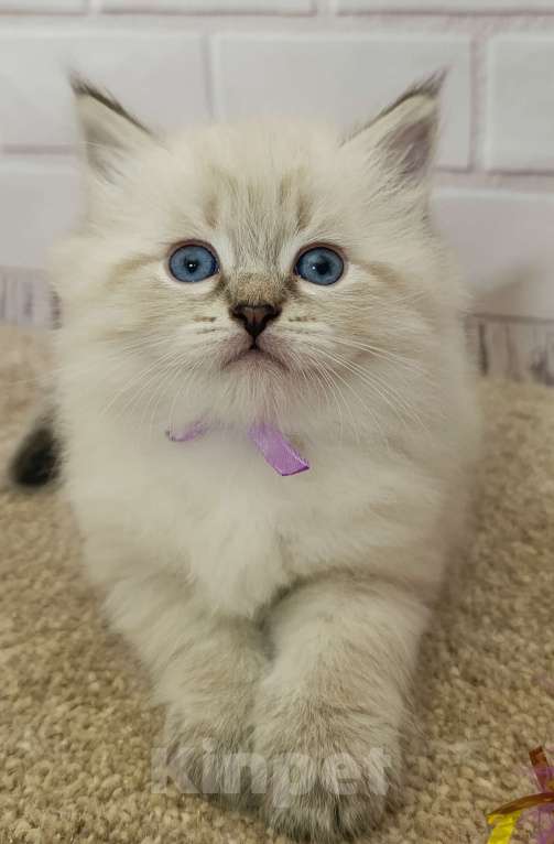 Кошки в других городах Ставропольского края: Гипоаллергенный котенок Мальчик, 40 000 руб. - фото 4