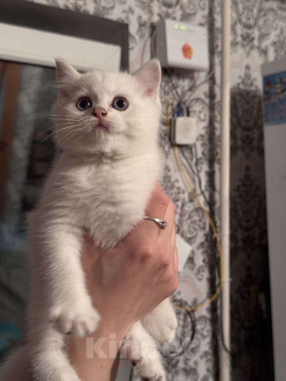 Кошки в Воронеже: Мальчик - британская шиншилла  Мальчик, Бесплатно - фото 2