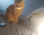 Кошки в Москве: Шотландский котик ждет в гости на вязку Мальчик, Бесплатно - фото 1
