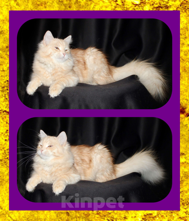 Кошки в Тюмени: Сибирский котёнок Мальчик, 15 000 руб. - фото 3