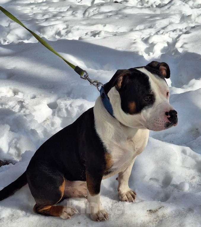 Собаки в Москве: Молодой кобель породы американский булли Маврик в добрые руки Мальчик, 1 руб. - фото 3