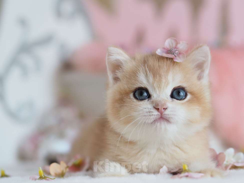 Кошки в Москве: Британская девочка Шелби Девочка, 150 000 руб. - фото 3