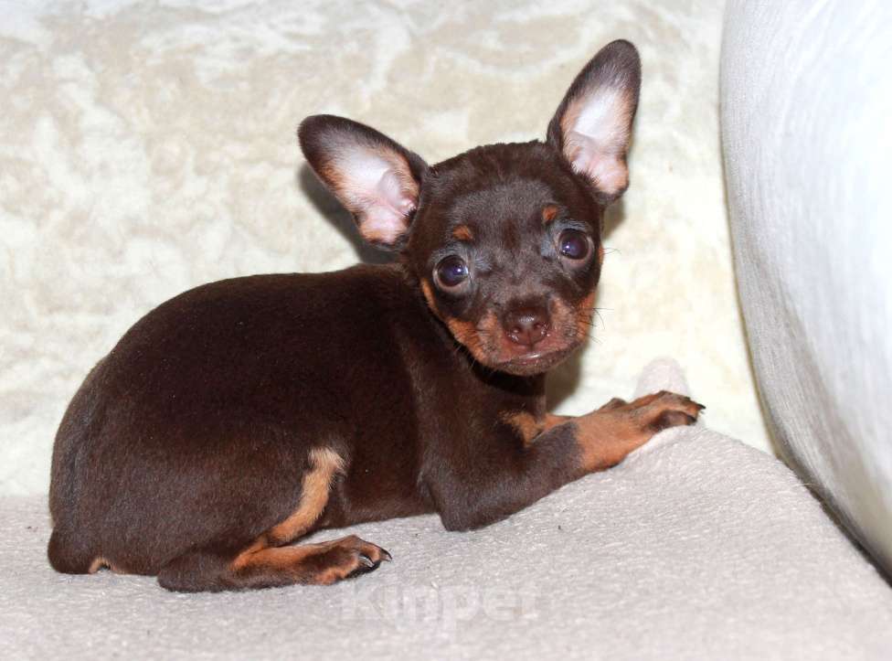 Собаки в Волгограде: Девочка горький шоколад Девочка, 17 000 руб. - фото 7