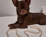 Собаки в Санкт-Петербурге: Красивая Чихуахуа Девочка, 50 000 руб. - фото 4