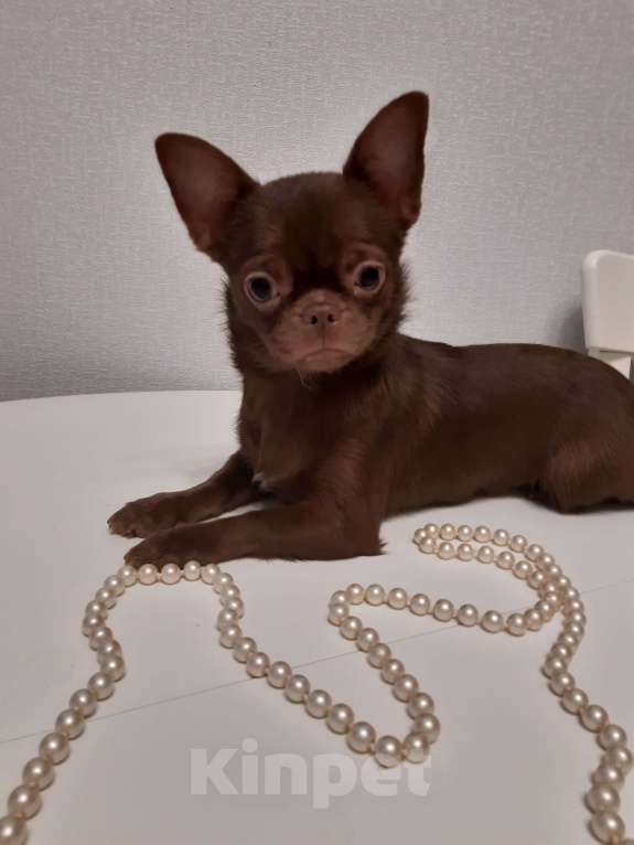 Собаки в Санкт-Петербурге: Красивая Чихуахуа Девочка, 50 000 руб. - фото 4