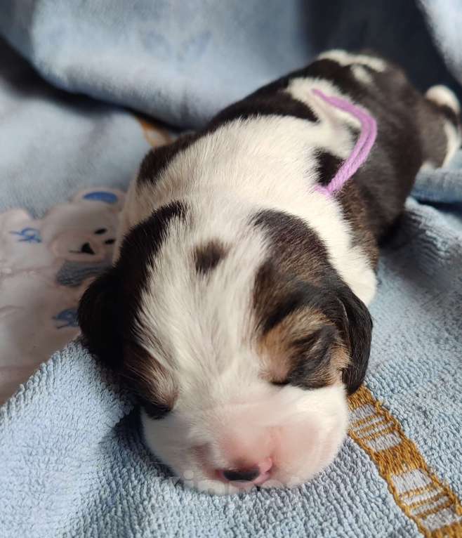 Собаки в Москве: Щенки бигля родились 01.03.2025. от клубных родителей с документами РКФОткрыто бронирование. Мальчик, 50 000 руб. - фото 2