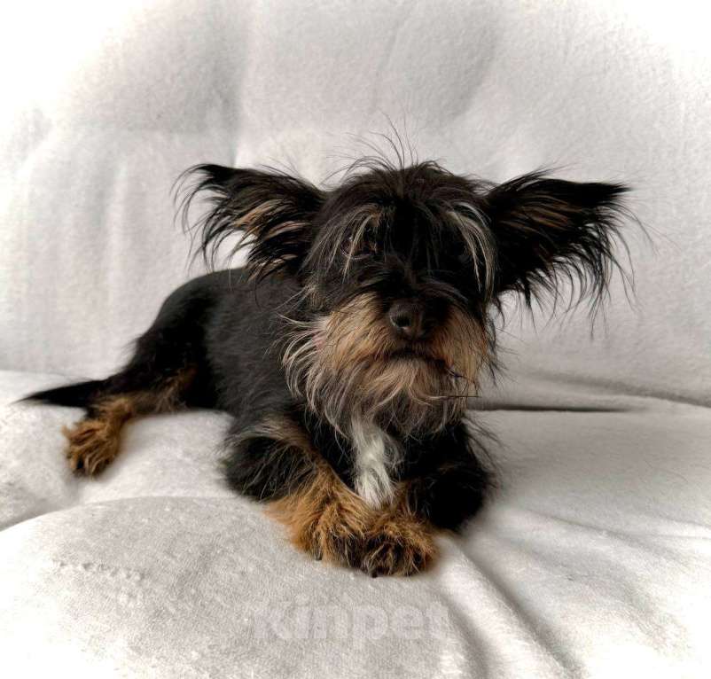 Собаки в Рузе: Эля в добрые руки Девочка, Бесплатно - фото 3