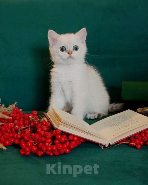 Кошки в Москве: Породистые шотландские котята Девочка, 80 000 руб. - фото 8