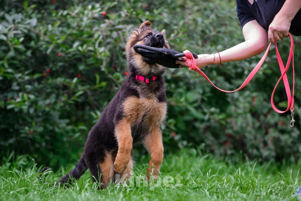 Собаки в Екатеринбурге: Team Allemo Haus Melissa Девочка, 50 000 руб. - фото 4